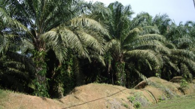 palmolja-bioenergi-mat-regnskog.png