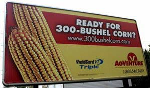 300-bushel corn