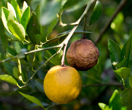Apelsin angripen av Citrus Greening