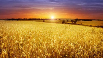 jordbruk-solnedgang.png