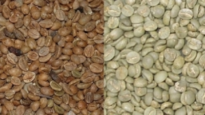 kaffe-arabica-robusta-sorter.png