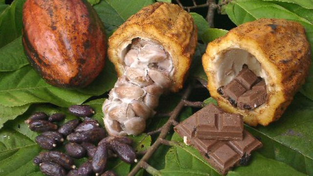 kakao-choklad-manipulera.png