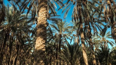 odling-palmolja.jpg