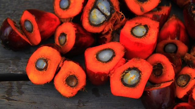 palmolja-frukt.jpg