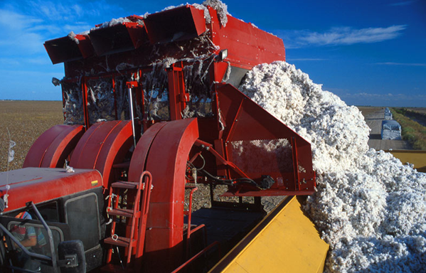 Odling av bomull skördas med maskin