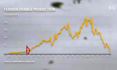 Graf över hur mycket apelsiner Florida odlar