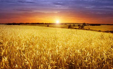 Jordbruk i solnedgång