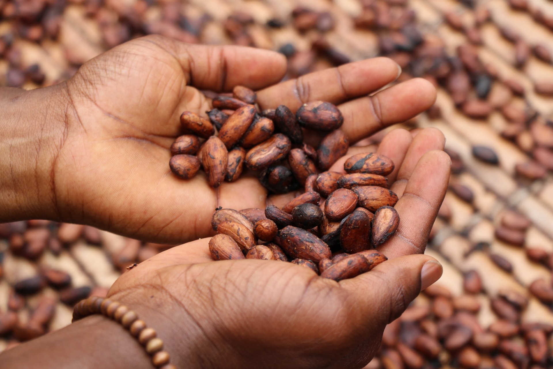 Kakaobönor i händerna