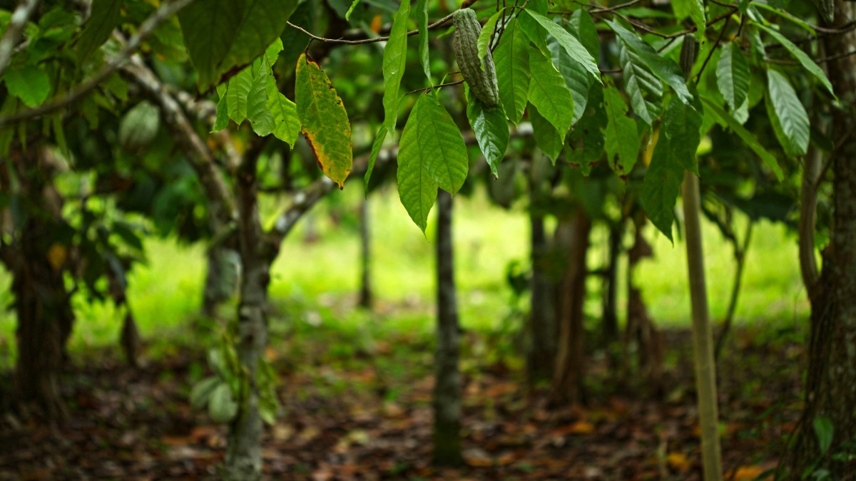 Kakaoträd