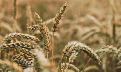 Korn, som på engelska heter barley