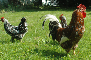 Kyckling och fjäderfän och majspriser