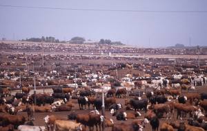 Livestock - Levande boskap