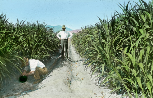 Odling av sockerrör