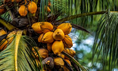 Odling av palmolja