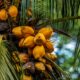 Odling av palmolja
