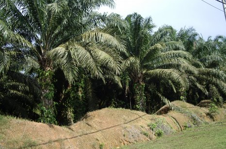 Palmolja för mat och bioenergi vs regnskog
