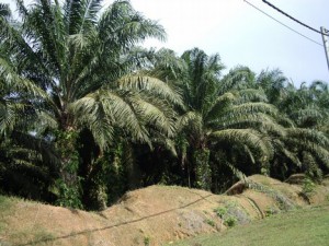 Palmolja odlas för att bli mat och energi