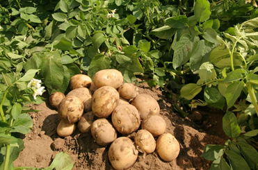 Potatis i jord