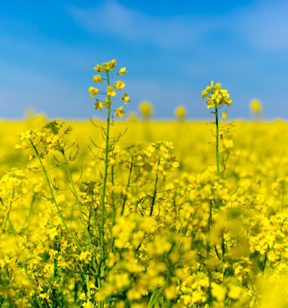 Den gula rapsen mot blå himmel