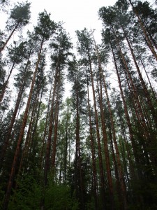 Skog i Lettland som tillhör Latvian Forest