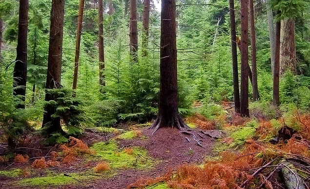 Skogsbolag - Aktier påverkas olika av skog