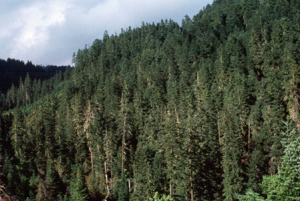Skog och timmer - Lönsammare investering än aktier