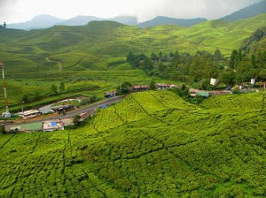 Te-odling i Kenya - Stor producent av svart te i Afrika