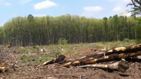 USA avverkar skog för träpellets till Europa