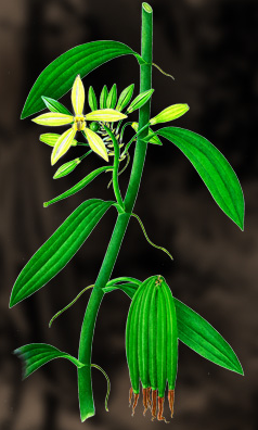 Vanilj (krydda) - Vanilla Planifolia